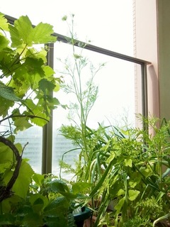 R0060878_とう立ちニンジン_20140525