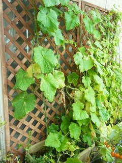 R0051420_���奦��_20120722