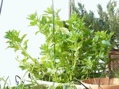 R0047557_����ޥ�_20120115