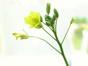 R0018478_セルバチコの花_20090620