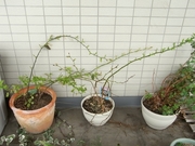 R0015968_ブルーベリー_20090328