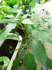 R0010491_�ʥ��ʤȻפ��뻨��