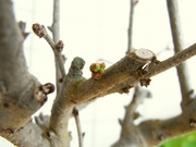 R0014033_ボケの花芽膨らむ