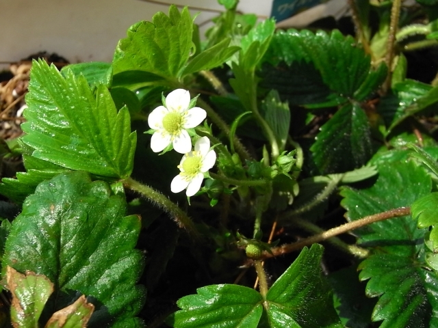ワイルドストロベリーの花 Kochan S ベランダ菜園blog マンションガーデニング 家庭菜園 仙台グルメ キャンペーン情報等 ワイルドストロベリーの花 Kochan S ベランダ菜園blog マンションガーデニング 家庭菜園 仙台グルメ キャンペーン情報等