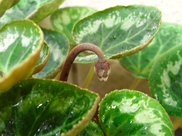 R0019045_シクラメンのつぼみ_20090710