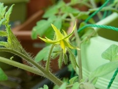 R0043435_�ߥ˥ȥޥȤ��ܤ��ȯ����β֥��å�_20110702