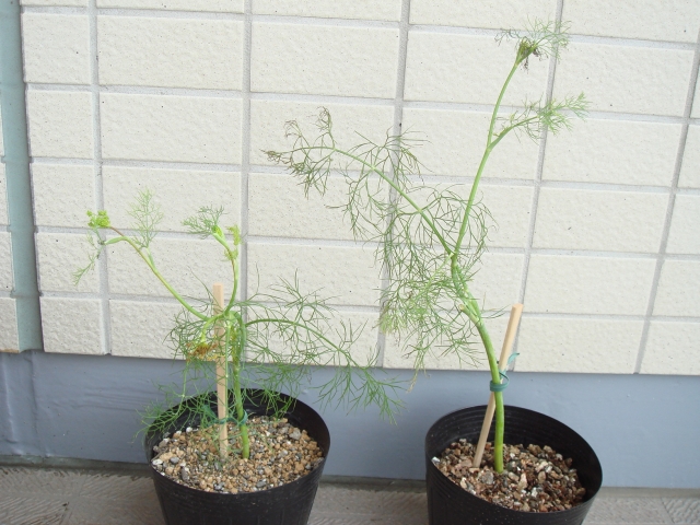 ディル挿し芽株が根付く Kochan S ベランダ菜園blog マンションガーデニング 家庭菜園 仙台グルメ キャンペーン情報等