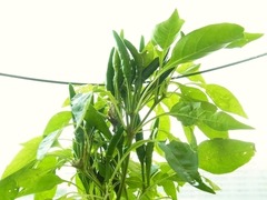 R0044283_鷹の爪唐辛子_20110730
