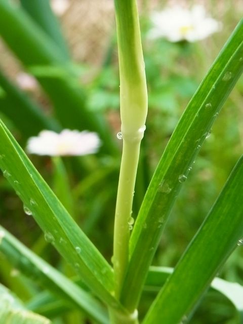 にんにくの花芽 植え付け7ヶ月後 Kochan S ベランダ菜園blog マンションガーデニング 家庭菜園 仙台グルメ キャンペーン情報等