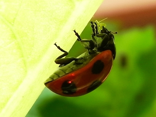 かぶのアブラムシを食べるてんとう虫の写真 Kochan S ベランダ菜園blog マンションガーデニング 家庭菜園 仙台グルメ キャンペーン情報等