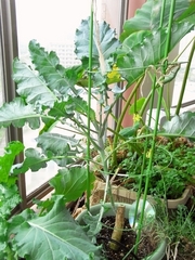 R0021267_�֥��å��꡼_20091003