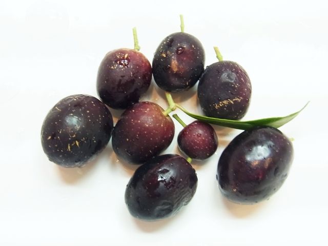 オリーブの完熟した実を塩漬けに Kochan S ベランダ菜園blog マンションガーデニング 家庭菜園 仙台グルメ キャンペーン情報等