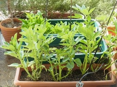 R0047551_����ޥ�_20120115