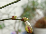 R0014977_ブルーベリーの新芽