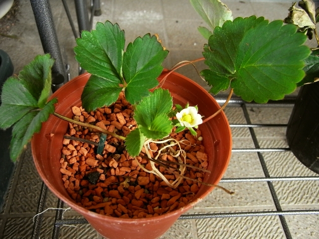 R0021684_苺ランナー子株にも花_20091108