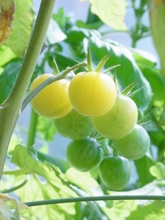 R0057026_ߥ˥ȥޥȥμ_20130706