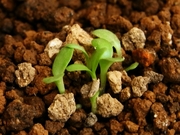 R0021373_�����ꥦ���åȥ롼��ȯ��_20091010