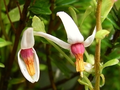 クランベリーの開花 Kochan S ベランダ菜園blog マンションガーデニング 家庭菜園 仙台グルメ キャンペーン情報等 クランベリーの開花 Kochan S ベランダ菜園blog マンションガーデニング 家庭菜園 仙台グルメ キャンペーン情報等