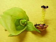 R0020239_花オクラのガクと子房としべ_20090819