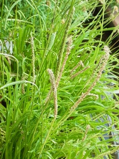 R0050403_����Х��ƥ�_20120610