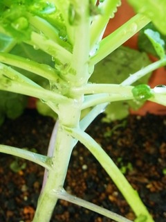 R0053833_芽キャベツプチヴェール_20121110