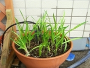 R0015765_�ե˥�˥������դ�5���ָ�_20090322