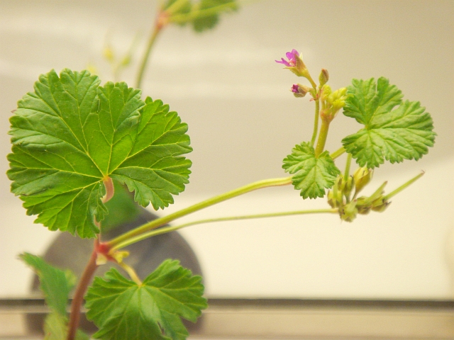 ココナツゼラニウム 花と種 Kochan S ベランダ菜園blog マンションガーデニング 家庭菜園 仙台グルメ キャンペーン情報等