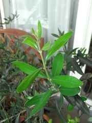 R0010740_���꡼�֥��ץ�å����Το���