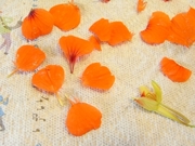 R0012112_ナスタチウムの花びら