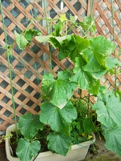 R0050462_���奦��_20120610