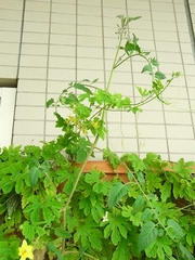 R0010515_�����ؤ��⤤�Τϥߥ˥ȥޥ�