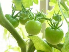 R0043279_ミニトマトアイスレモンの実_20110625