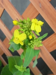 R0023753_かぶの花芽_20100320