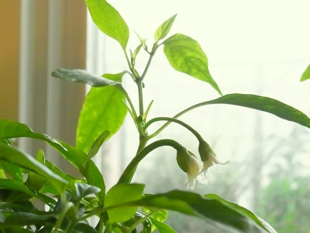 R0041649_ひもとうがらしの花_20110423