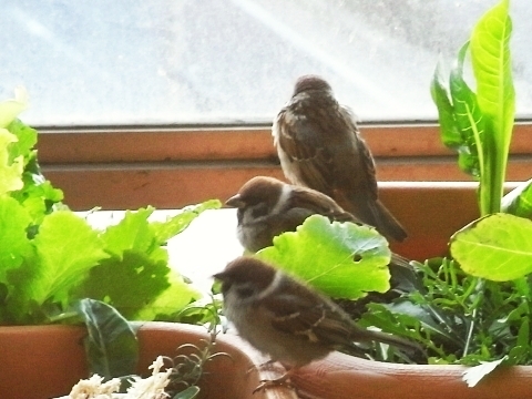 R0022663_ベランダにスズメ_20100126