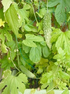 R0051000_ゴーヤの実_20120705