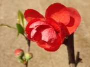 DSC03654_ボケ20080405