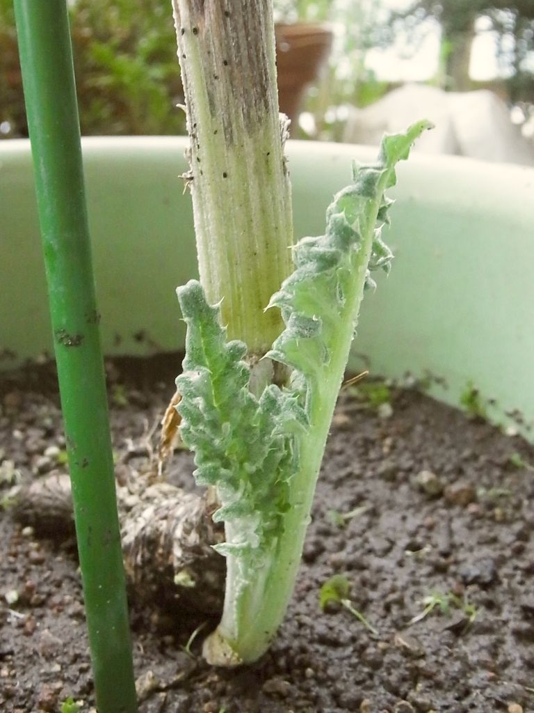 R0058048_アーティチョークの根元に新芽_20130908