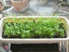 R0046217_����ե륭����åȴְ�����_20111106