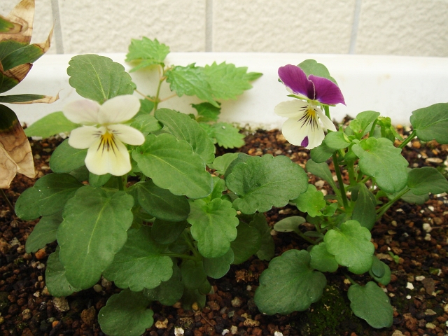 クリーピア 満開 ビオラ こぼれ種が発芽し夏越し中 Kochan S ベランダ菜園blog マンションガーデニング 家庭菜園 仙台グルメ キャンペーン情報等 クリーピア 満開 ビオラ こぼれ種が発芽し夏越し中 Kochan S ベランダ菜園blog マンションガーデニング 家庭菜園 仙台グルメ キャンペーン情報等