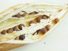 R0056103_赤オクラの採種_20130518