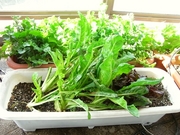 R0015022_�հ���˽���ﳲ_�ץ󥿥�å�����