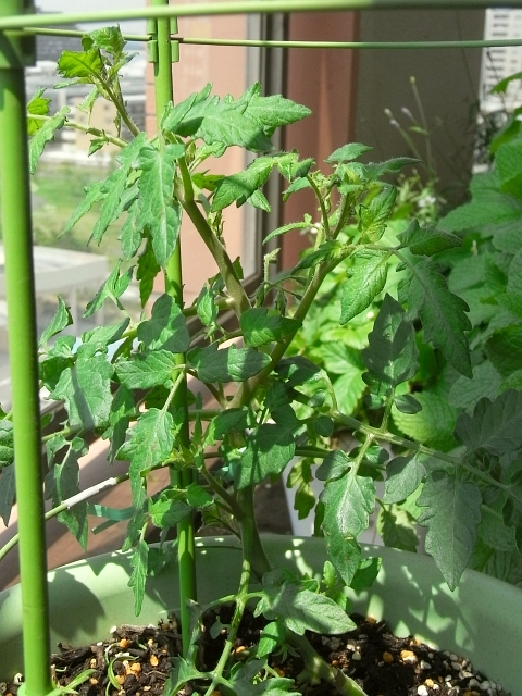 ミニトマト 脇芽摘みと挿し芽 Kochan S ベランダ菜園blog マンションガーデニング 家庭菜園 仙台グルメ キャンペーン情報等