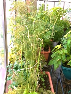 R0043441_�ǥ���_20110702