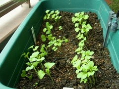 R0043427_����ȯ��_20110702