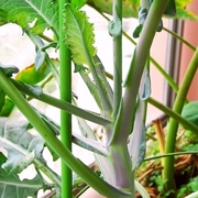 R0021268_�֥��å��꡼_20091003