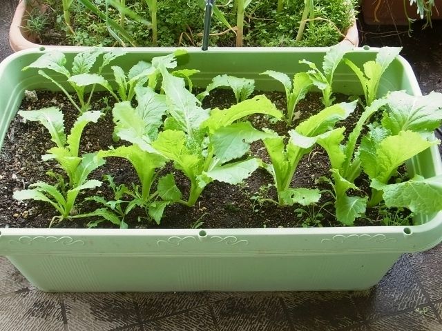 R0055108_子持ち高菜_20130406