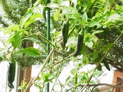 R0046159_�������ɻҤμ�_20111105