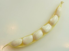 R0044152_モロッコインゲンの隠元豆_20110724