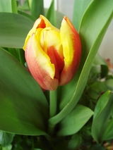 DSC03697_⤦餭ʥ塼å